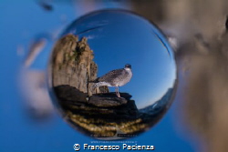 [:b:]Emisphere[:/b:]
Seagull by Francesco Pacienza 